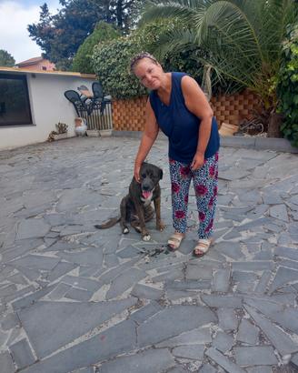 Cani maschio e femmina