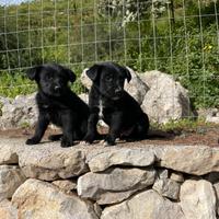Cuccioli incrocio border collie