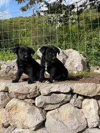 Cuccioli incrocio border collie