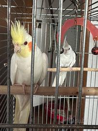 Una copia di caopsite