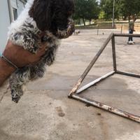 Cuccioli Lagotto romagnolo