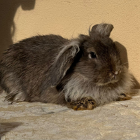 Coniglio Nano Testa di Leone