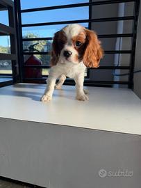 Cavalier king