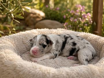 Cucciolata pastore australiano