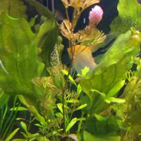 Scalari Coppia Riproduttrice