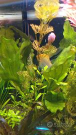 Scalari Coppia Riproduttrice