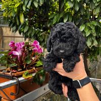 Cuccioli di barboncino nano