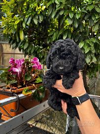 Cuccioli di barboncino nano