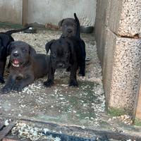 Cane corso