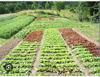 Orto o piccolo terreno