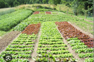 Orto o piccolo terreno