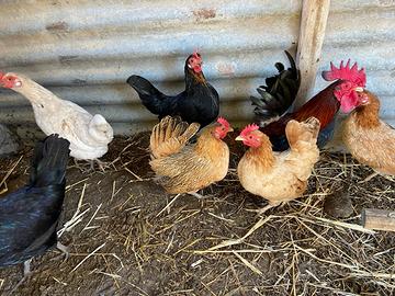 Galline e Galli Serama