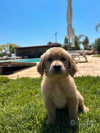 Golden retriver