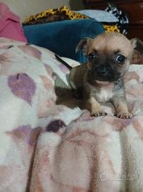 cucciola di chihuahua 