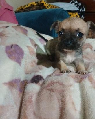 cucciola di chihuahua 