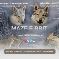 Vendita cane lupo cecoslovacco