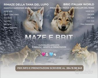 Vendita cane lupo cecoslovacco