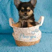 Chihuahua pelo lungo maschietto Dolcetto