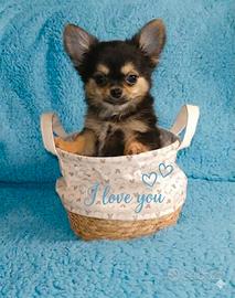 Chihuahua pelo lungo maschietto Dolcetto