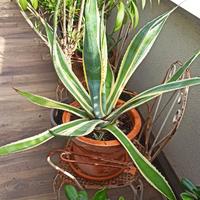 Agave americana