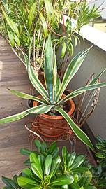 Agave americana