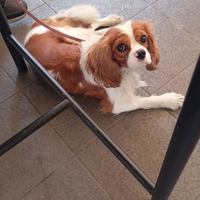 Cavalier King bicolor con pedigree per accoppiamen