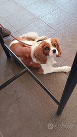 Cavalier King bicolor con pedigree per accoppiamen