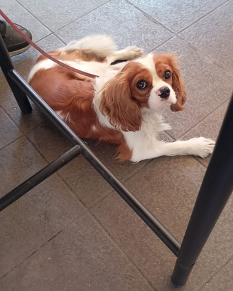 Cavalier King bicolor con pedigree per accoppiamen