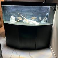 Acquario juwel 450 litri