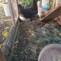 Gallo di araucana in purezza