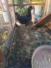 Gallo di araucana in purezza