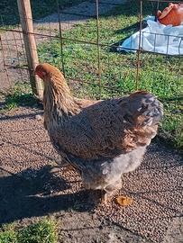 Galline brahma