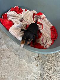 Pincher/ Jack russel