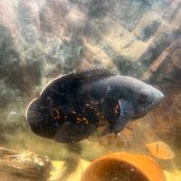 Atronotus ocellatus *oscar