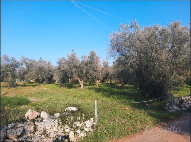 Terreno e trullo saraceno nella campagna di Ostuni