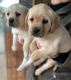 Labrador miele con pedigree