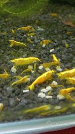 Neocaridine tante mutazioni
