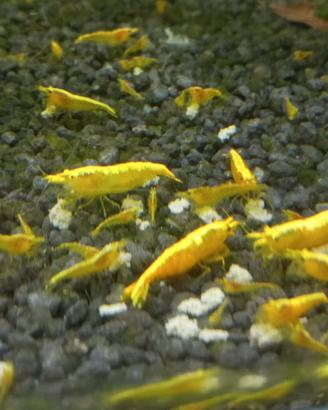 Neocaridine tante mutazioni