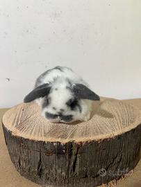 Coniglio ariete nano