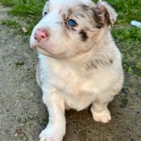 Cucciolo border collie