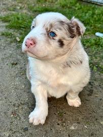 Cucciolo border collie