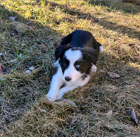 Cucciolo di Border Collie