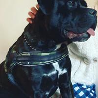 Cane corso