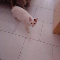 Gatto simil turko van