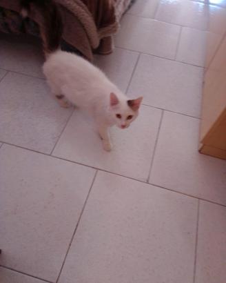 Gatto simil turko van