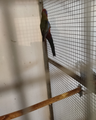 Coppia di pennant