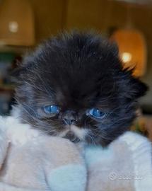 Cuccioli di Gatto Persiano