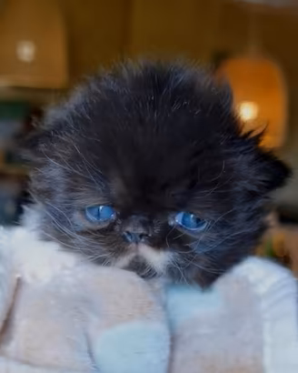 Cuccioli di Gatto Persiano