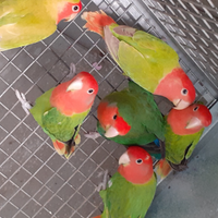 Inseparabili roseincollis