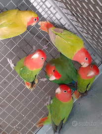 Inseparabili roseincollis